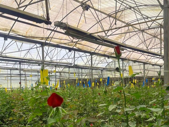 بازدید از پروژه گلخانه هیدروپونیک کشت رز شاخه بریده، مشهد-1404