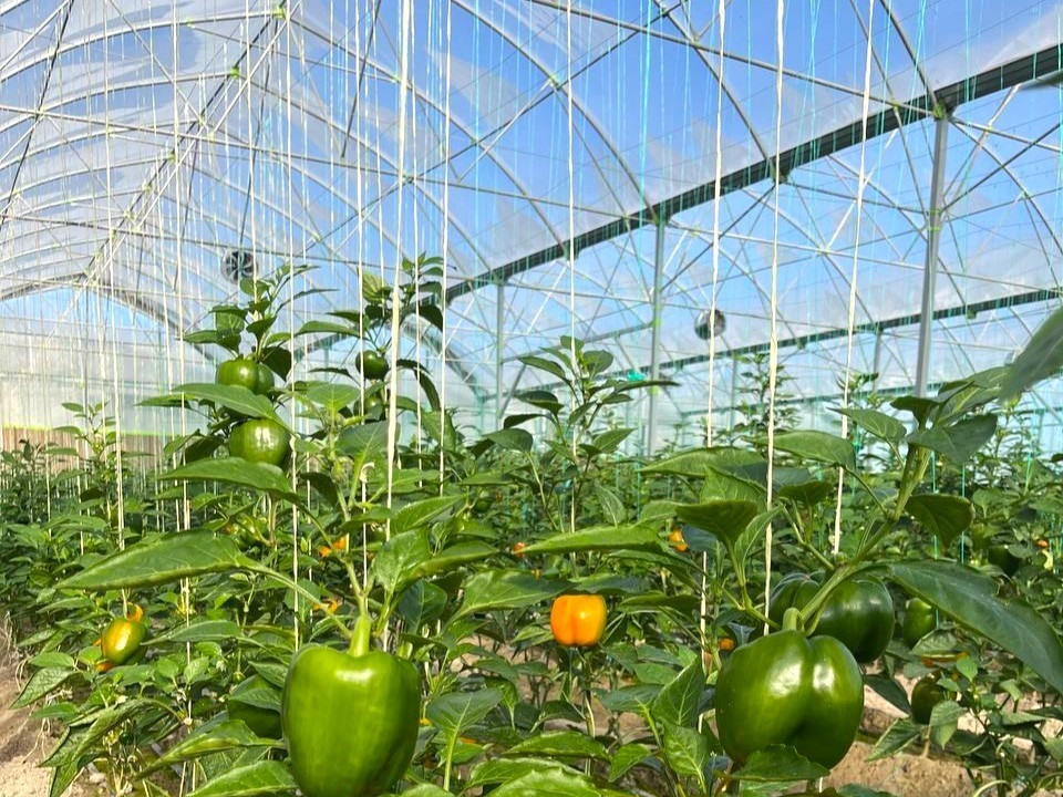 بازدید از پروژه گلخانه ای در چناران-1403