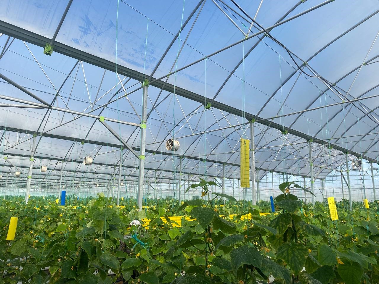 بازدید از پروژه های گلخانه ای آشخانه-1403