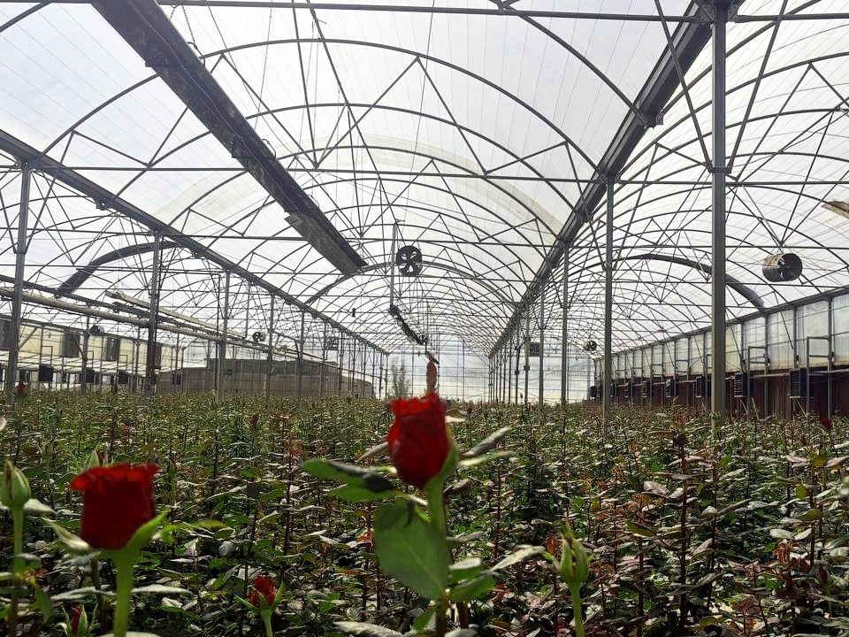 بازدید از پروژه گلخانه ای کشت هیدروپونیک رز شاخه بریده، مشهد-1404