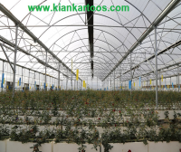 Hydroponic cultivation