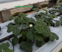 Hydroponic cultivation